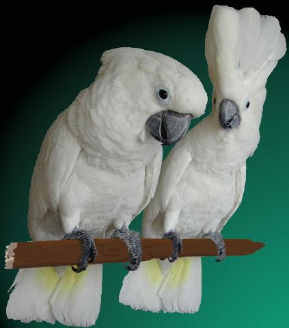 wit Verbonden Corrupt Papegaaiachtigen – Platform Verantwoord Huisdierenbezit