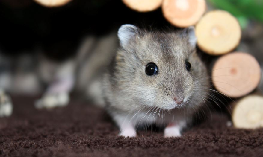 Zijn bekend kans voor Hamster – Platform Verantwoord Huisdierenbezit