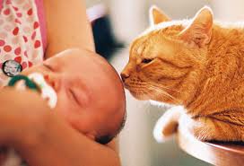 Port merk terugbetaling Baby op komst, terwijl u ook katten heeft – Platform Verantwoord  Huisdierenbezit