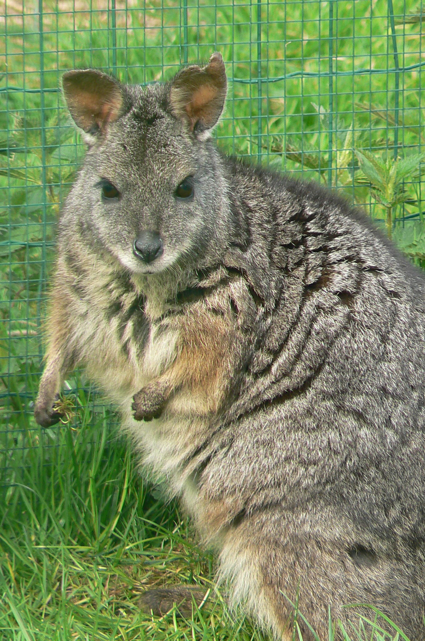Met andere bands Aantrekkelijk zijn aantrekkelijk Bladeren verzamelen Kangoeroe en wallabie: Kangoeroesoorten buiten Australië | Platform  Verantwoord Huisdierenbezit